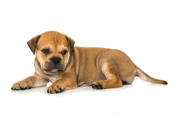 Vieux Chiot Bulldog Anglais Isolé Sur Blanc — Photo