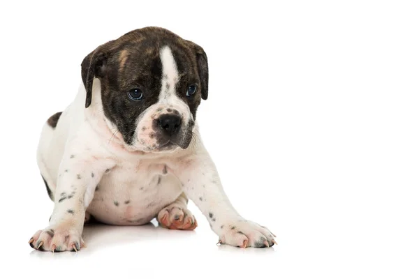 Vieux Chiot Bulldog Anglais Isolé Sur Blanc — Photo