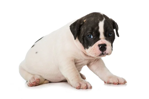 Vieux Chiot Bulldog Anglais Isolé Sur Blanc — Photo