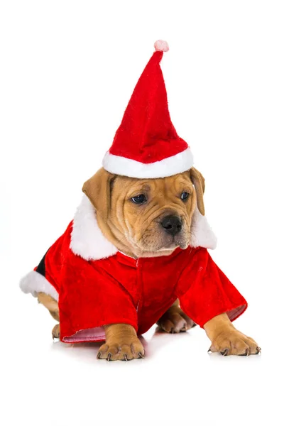 Cãozinho Bonito Com Traje Papai Noel — Fotografia de Stock