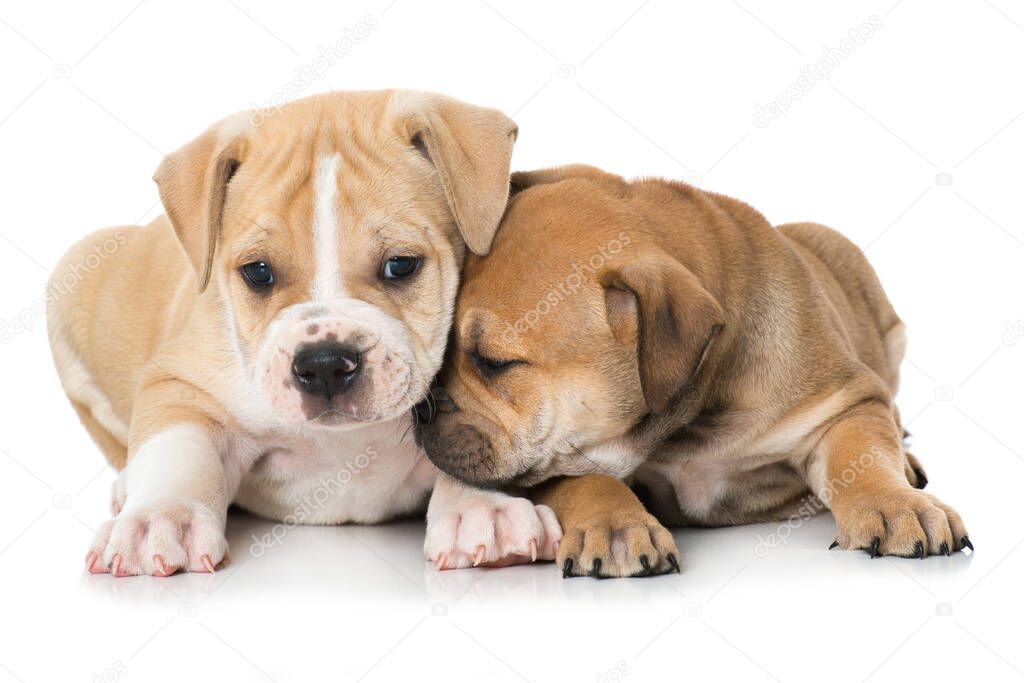 Two old english bulldog puppies isolated on white