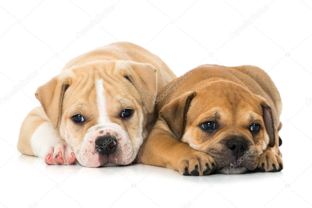 Two old english bulldog puppies isolated on white