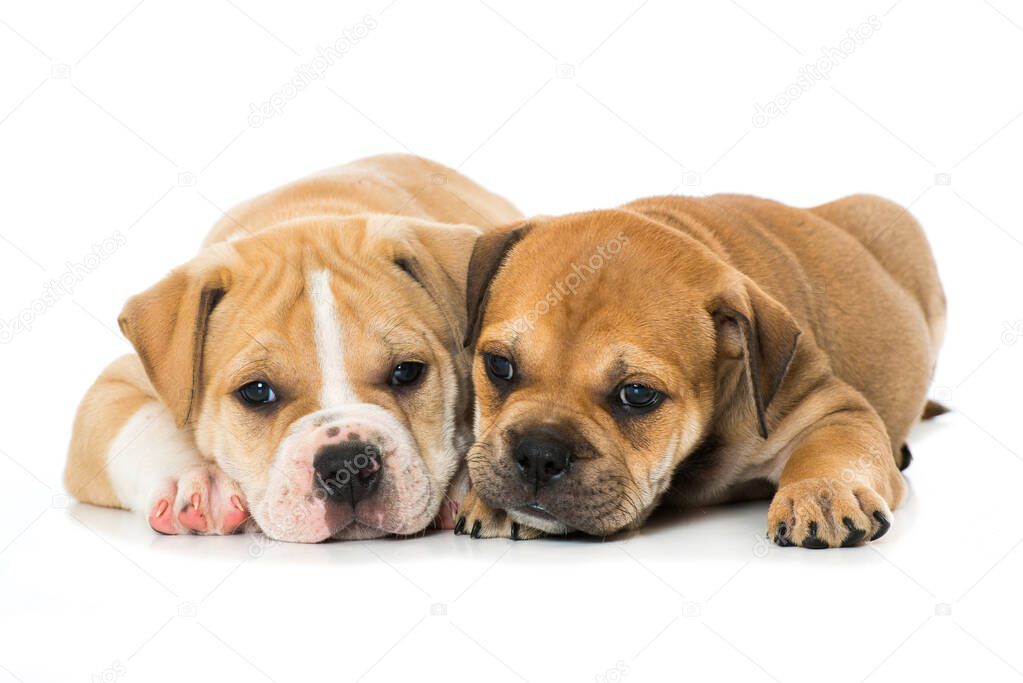 Old english bulldog puppies isolated on white