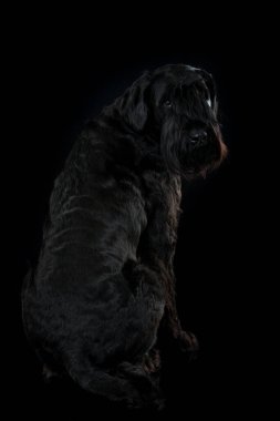 Siyah arkaplanda Schnauzer köpeği