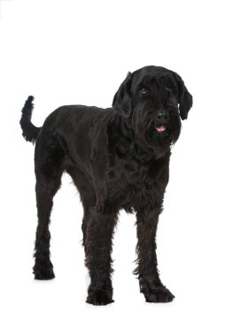 Schnauzer köpeği beyazın üzerinde tek başına duruyor