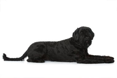 Schnauzer köpeği bembeyaz yerde yatıyor.