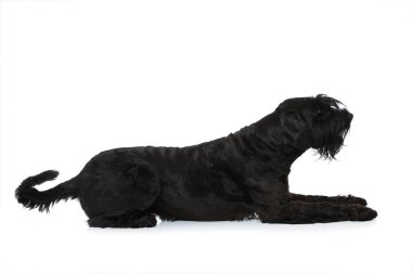 Schnauzer köpeği bembeyaz yerde yatıyor.