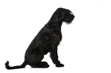 Schnauzer köpeği beyazın üzerinde tek başına oturuyor