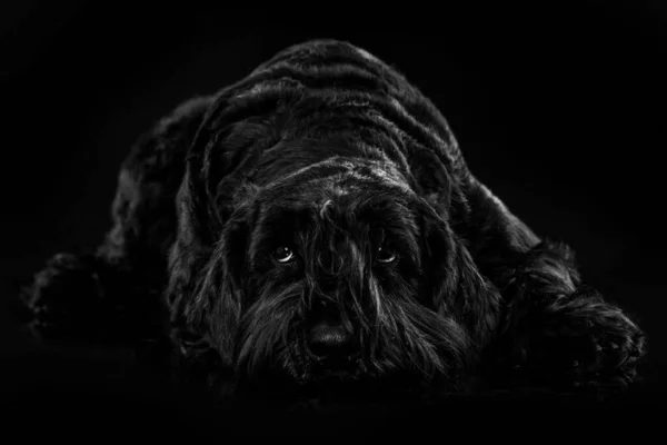 Schnauzer Dog Black Background — Stock Photo, Image