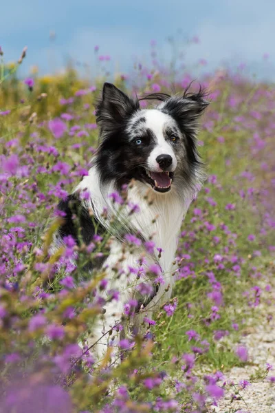 砂利道の端にあるボーダーコリー犬 — ストック写真