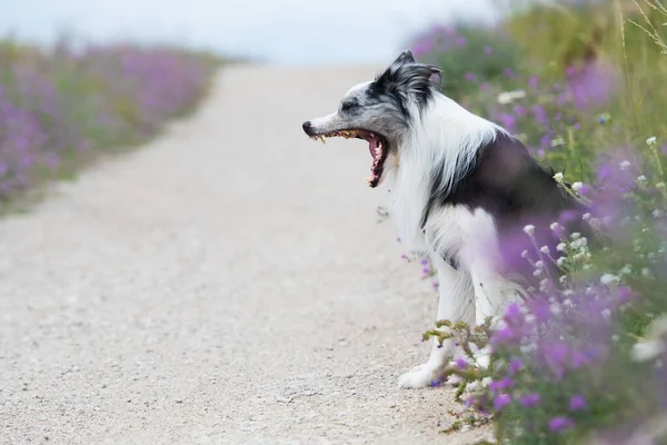 Gränshund Kanten Grusväg — Stockfoto