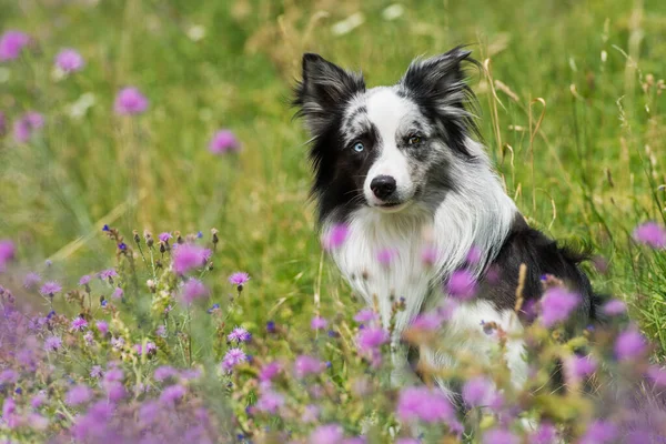 Grens Collie Hond Aan Rand Van Een Grindweg — Stockfoto