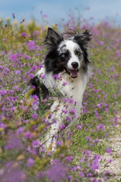 边境牧羊犬在石子路的边缘 — 图库照片