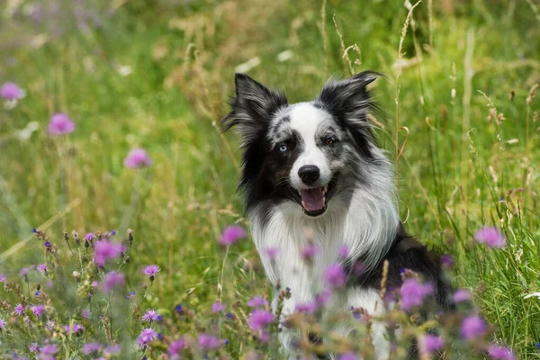 砂利道の端にあるボーダーコリー犬 — ストック写真
