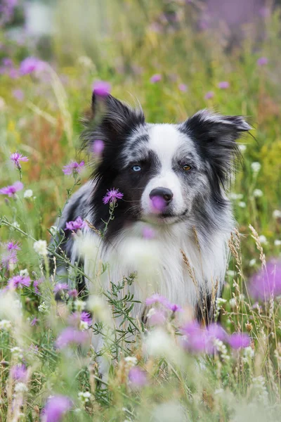 Confine Cane Collie Sul Bordo Una Strada Sterrata — Foto Stock