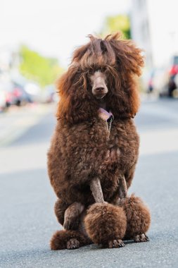 Şehirde bir kaldırımda kaniş.