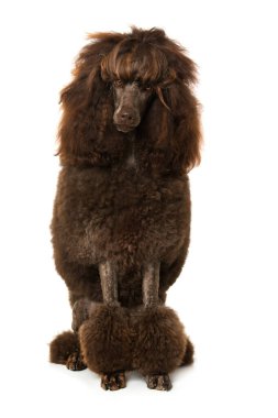 Kaniş beyaz arkaplanda izole bir şekilde oturuyor