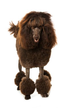 Kaniş beyaz arkaplanda tek başına duruyor