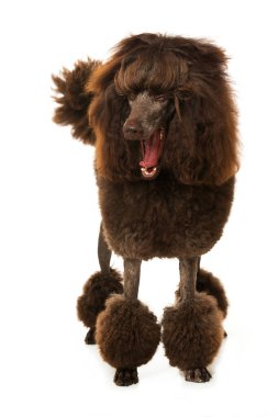 Kaniş beyaz arkaplanda tek başına duruyor