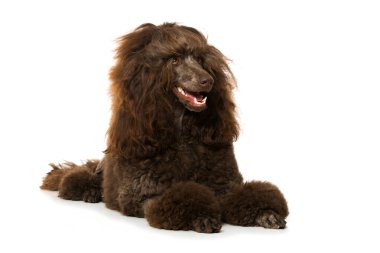 Kaniş beyaz arkaplanda izole edildi