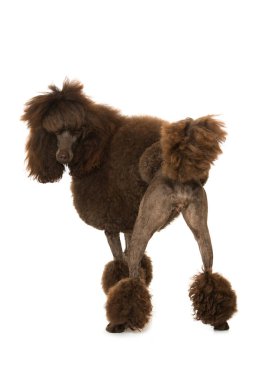 Kaniş beyaz arkaplanda izole edildi