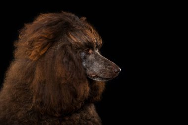 Siyah arkaplanda kaniş