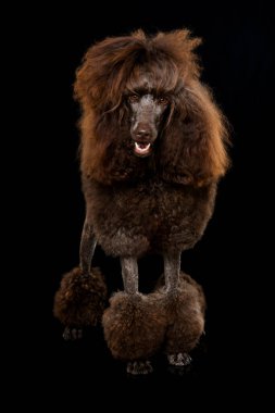 Siyah arkaplanda kaniş