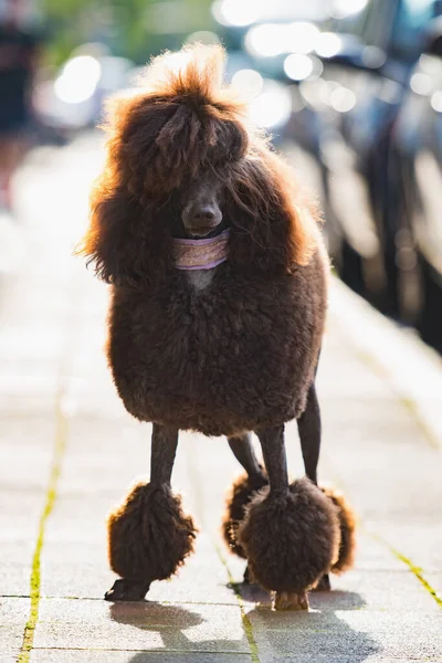 Caniche Sur Trottoir Dans Ville — Photo