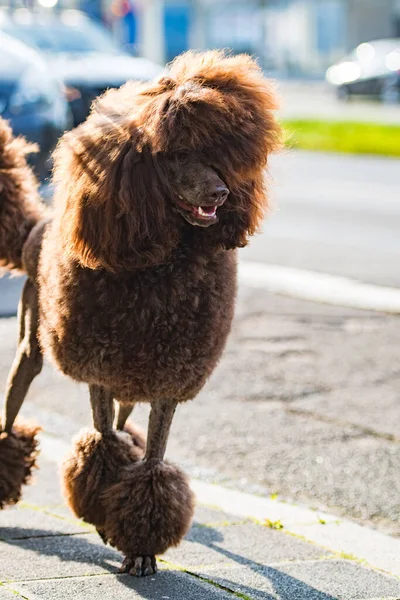 Poodle Pavement City — Stock Photo, Image