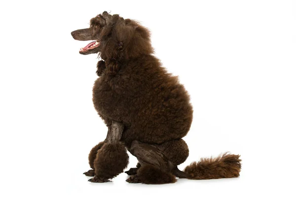 Poodle Sentado Aislado Sobre Fondo Blanco — Foto de Stock