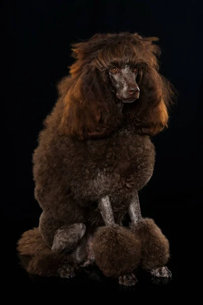 Poodle Sobre Fondo Negro — Foto de Stock