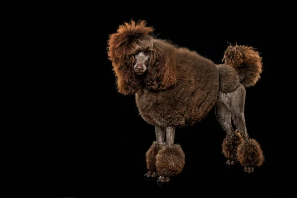 Poodle Black Background — Stock Photo, Image