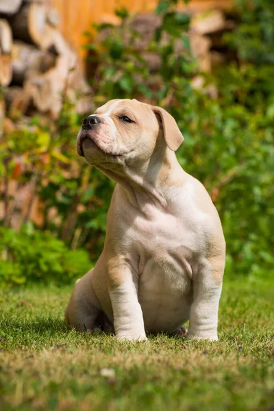 Oude Engelse Bulldog Puppy Een Weide — Stockfoto