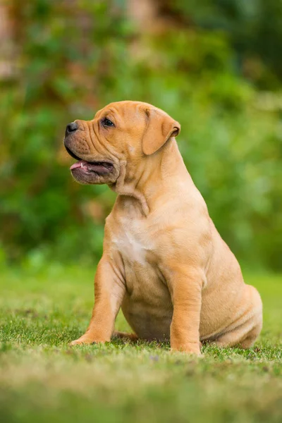 Bulldog Cachorro Prado —  Fotos de Stock