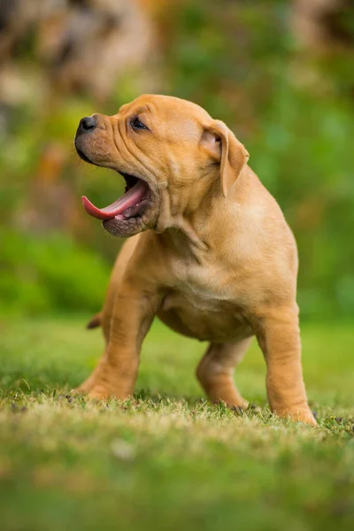 牧草地でのブルドッグ子犬 — ストック写真