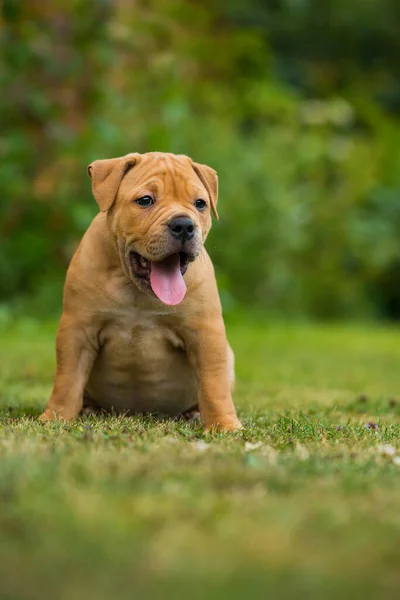 牧草地でのブルドッグ子犬 — ストック写真