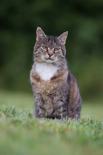 Chat Domestique Dans Une Prairie — Photo