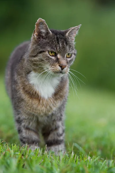 Huiskat Een Weiland — Stockfoto