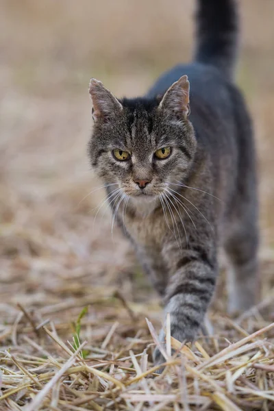 Saman Tarlasında Evcil Kedi — Stok fotoğraf