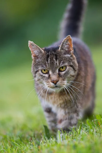 草原上的家猫 — 图库照片
