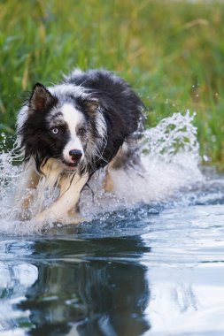 Göldeki çoban köpeği.