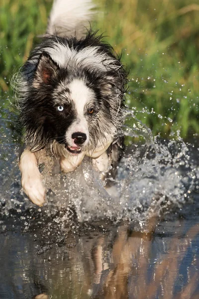 Gränshund Vid Damm — Stockfoto