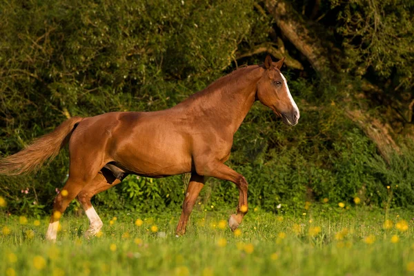 Horse Pasture — Stock Photo, Image