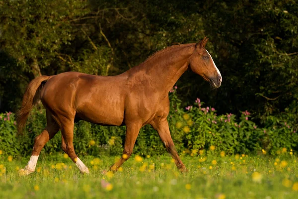 Cavallo Pascolo — Foto Stock