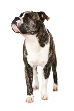 Beyaz arka planda izole edilmiş eski İngiliz bulldog 'u