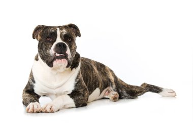 Beyaz arka planda izole edilmiş eski İngiliz bulldog 'u