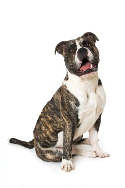 Beyaz arka planda izole edilmiş eski İngiliz bulldog 'u