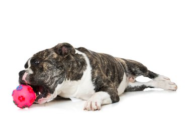 Beyaz arka planda izole edilmiş bir topu olan yaşlı İngiliz bulldog.