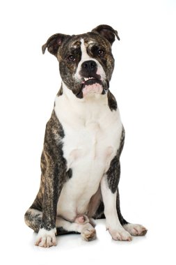Beyaz arka planda izole edilmiş eski İngiliz bulldog 'u