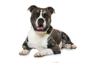 Beyaz arka planda izole edilmiş eski İngiliz bulldog 'u